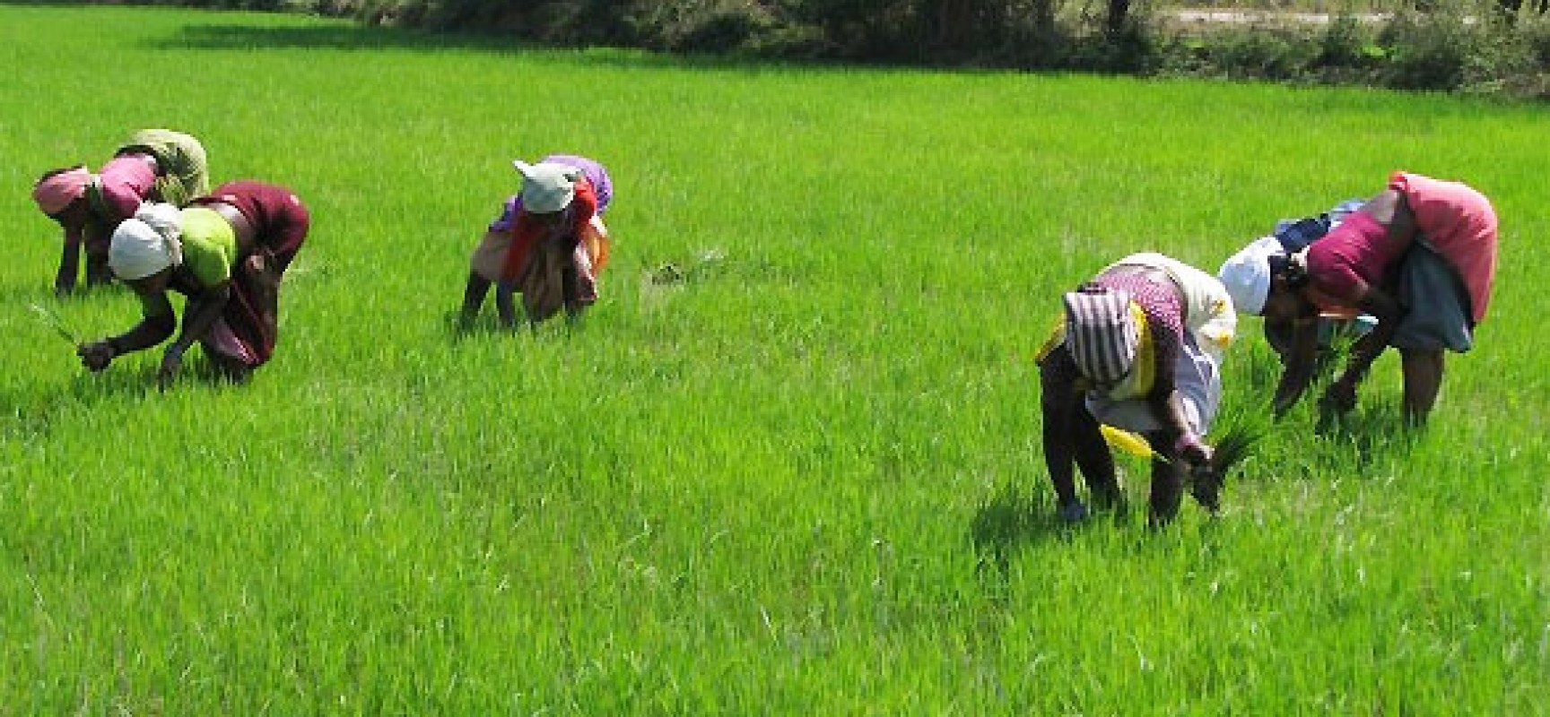 114 youths to get 600 hectares for farming in Ekiti