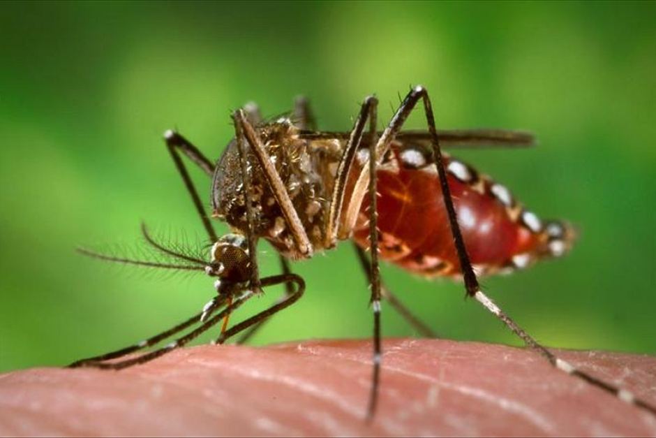 Mosquitoes are human friends, deserve to be well managed