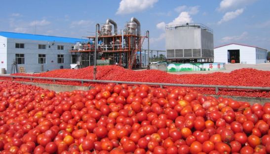 Dangote tomatoes factory set to resume production February