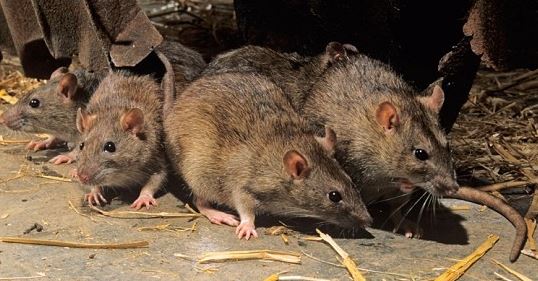 Lassa fever: LASG earmarks 465 markets for monthly ‘deratisation’