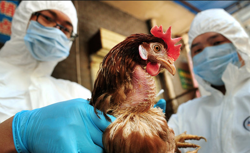 China reports 6 new bird flu cases, one death