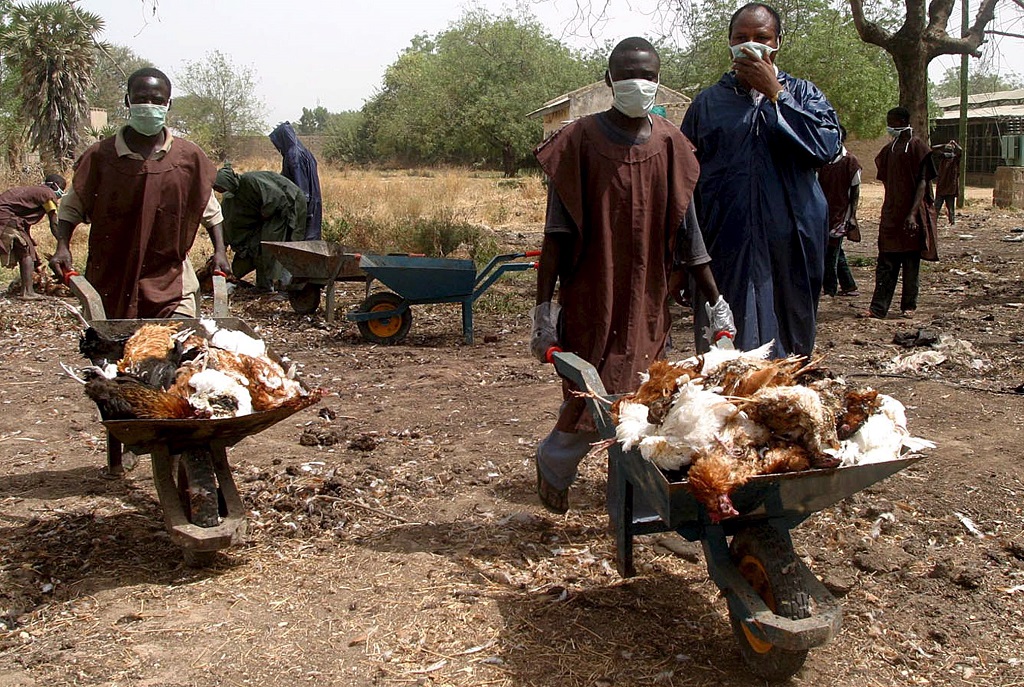 FG warns residents on outbreak of birdflu in FCT, Kaduna, Kano, others