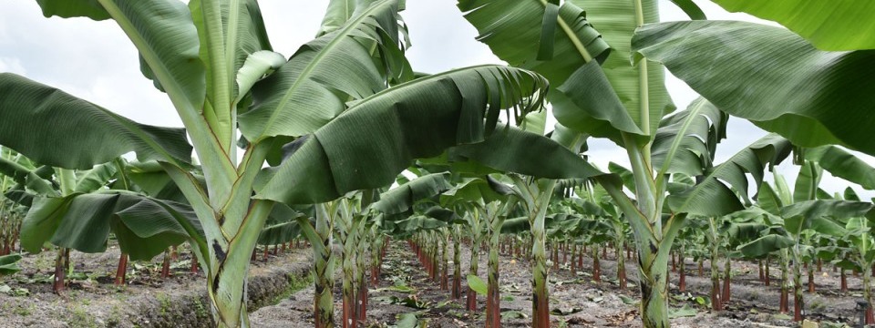 ImageFile: C’River awards N1.16bn banana farm contract