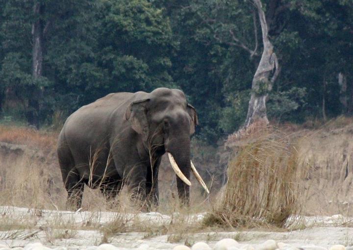Elephant kills farmer in Namibia