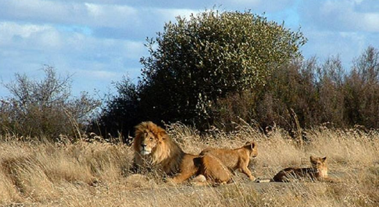 Escaped lion recaptured in Kano after devouring 1 Ostrich, two goats