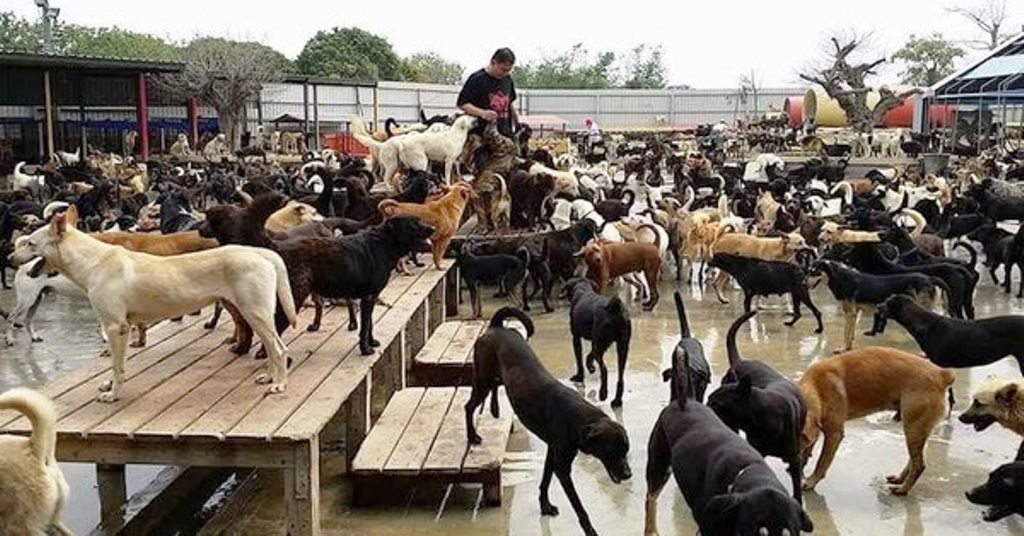 Panic as stray dogs kill 6 children