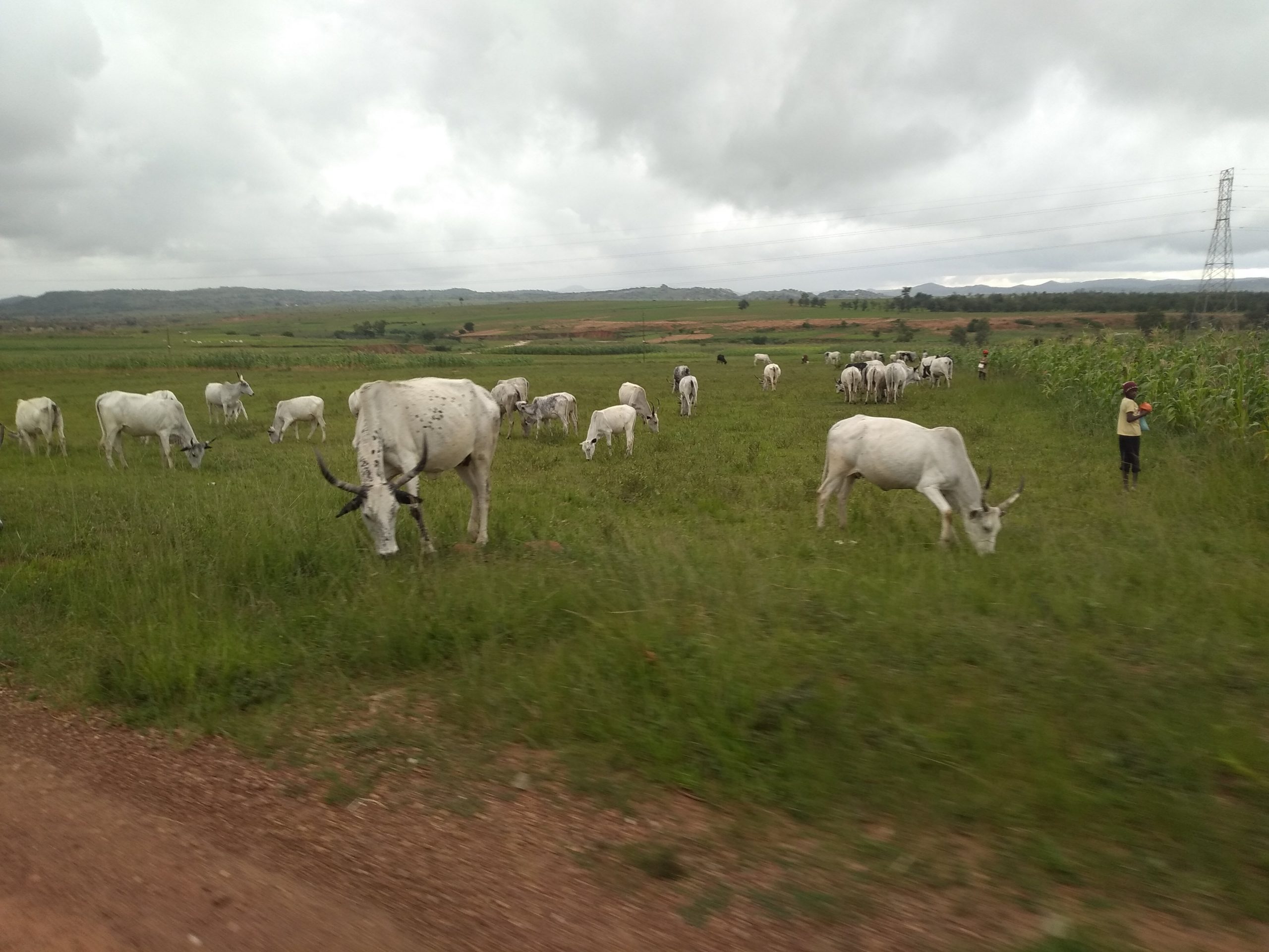 IPOB has declared war after Fulani cow ban – Arewa Forum