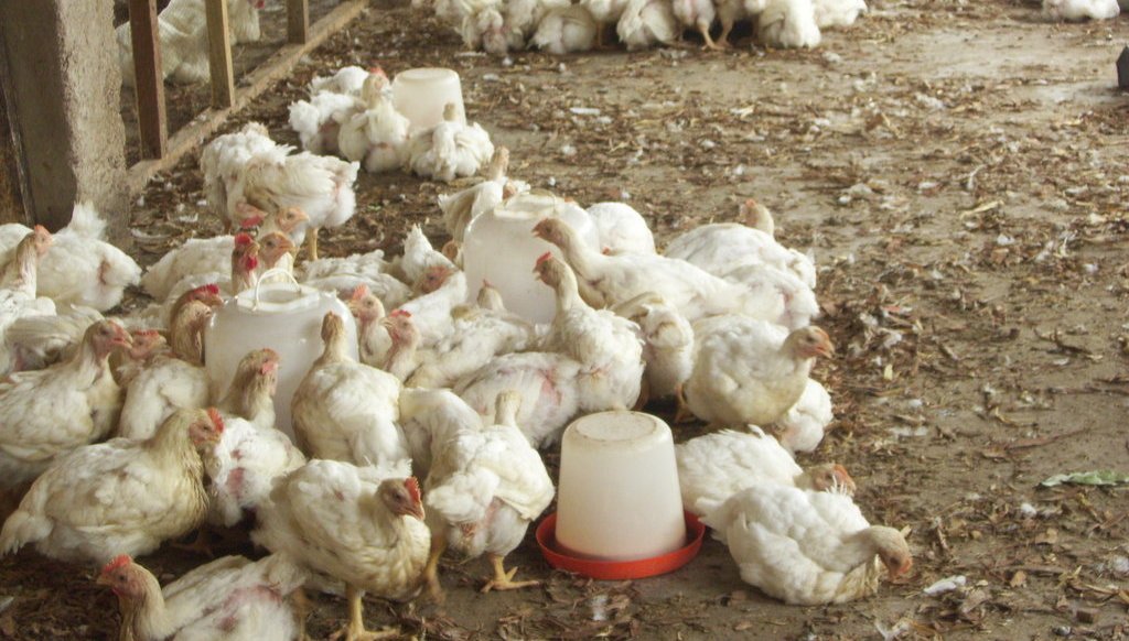 Cost of operation forces closure of 30% poultry farms in Nigeria