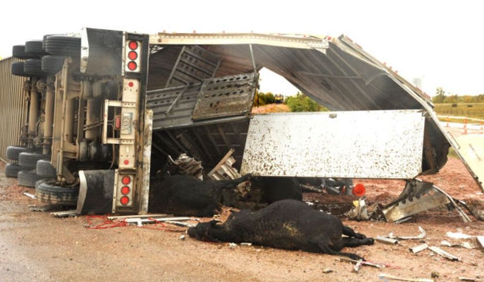 24 escape death as trailer loaded with cows kills 3