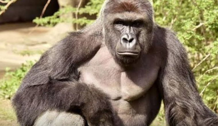 Gorilla swallows N6.8 million Kano Zoo gate takings