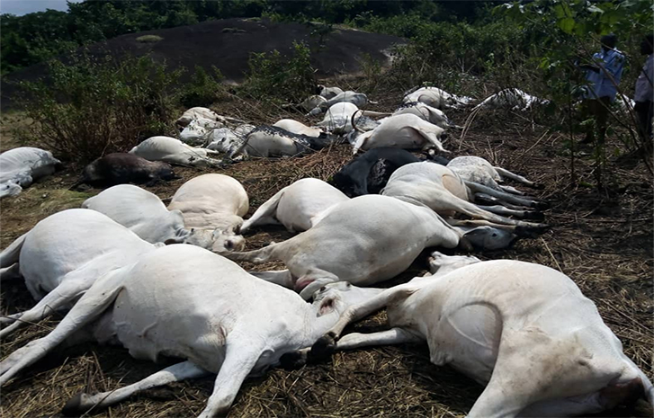 Kogi places 48-hour embargo on sale, consumption of beef over alleged poisoning of cows