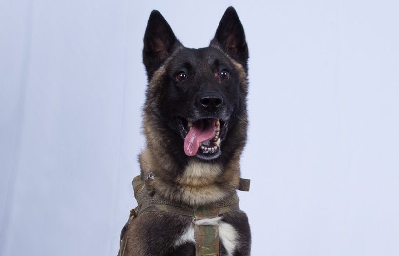 Pet dog suspected of having Coronavirus quarantined
