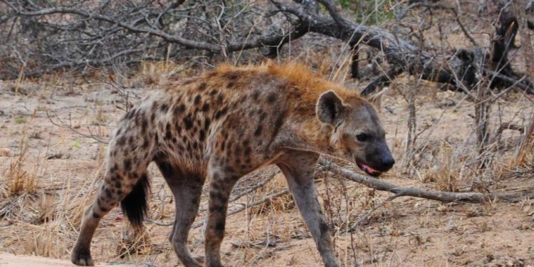 Amazing! Hyena recaptured six hours after escape