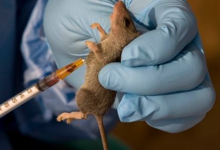 Lassa fever death toll reaches 185 in Nigeria