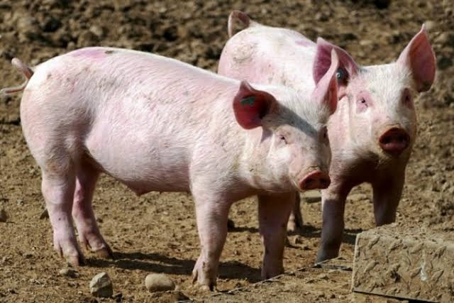 Government confirms outbreak of swine disease in Delta State