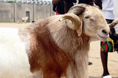 Significance Of The Ram, By Abdu Rafiu