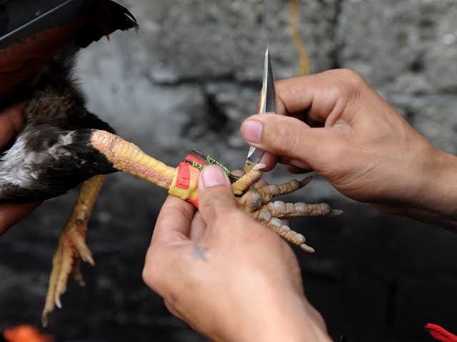 UNBELIEVABLE: Fowl kills police officer in illegal cockfight raid