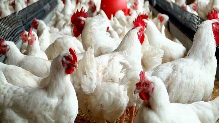 Why eggs, chicken are expensive – Poultry farmers