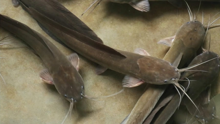 I made over N3m from fish farming in 2020 – 70-yr-old retiree