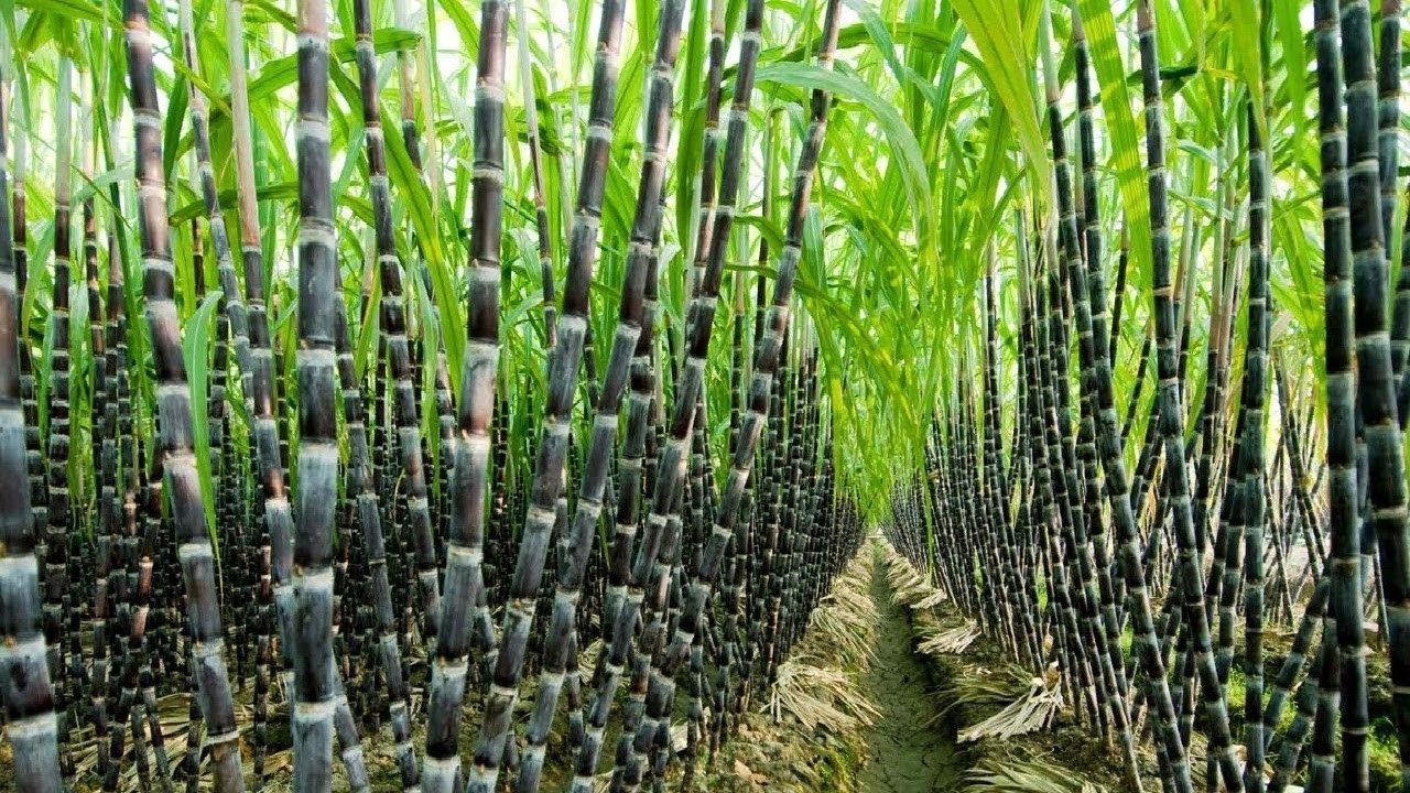 Experts recommend sugarcane consumption for boosting immunity, preventing cancer, others
