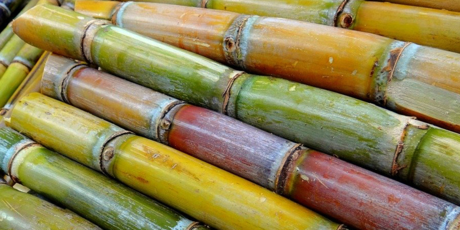 Health Tips: Sugarcane can boost sperm count, conception