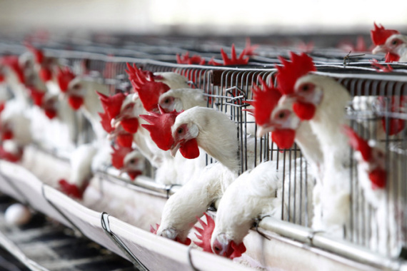 Niger State records outbreak of avian flu