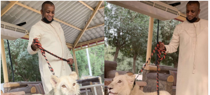 Buhari’s son in-law sets tongues wagging over posing with lion