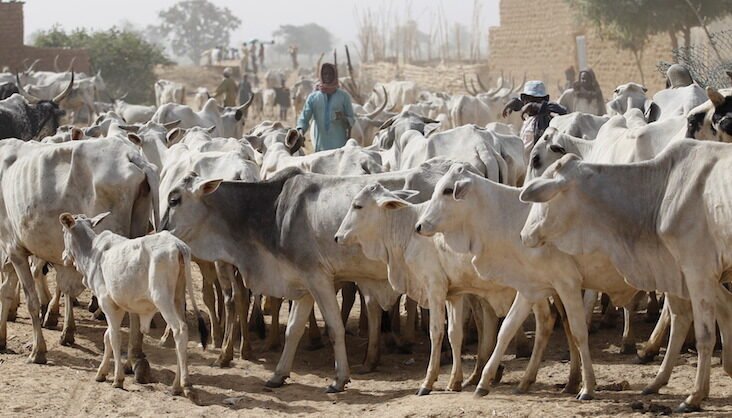 Panic as fleeing cow kills three-month old baby in Delta