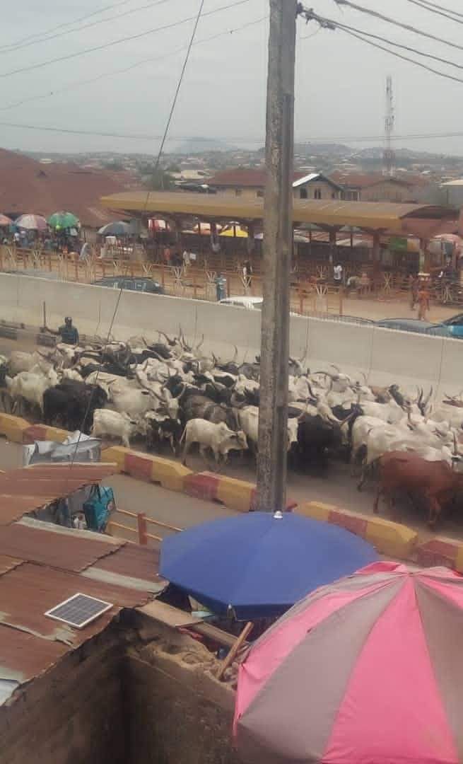 Herders flee as Amotekun arrests over 100 cows in Ondo