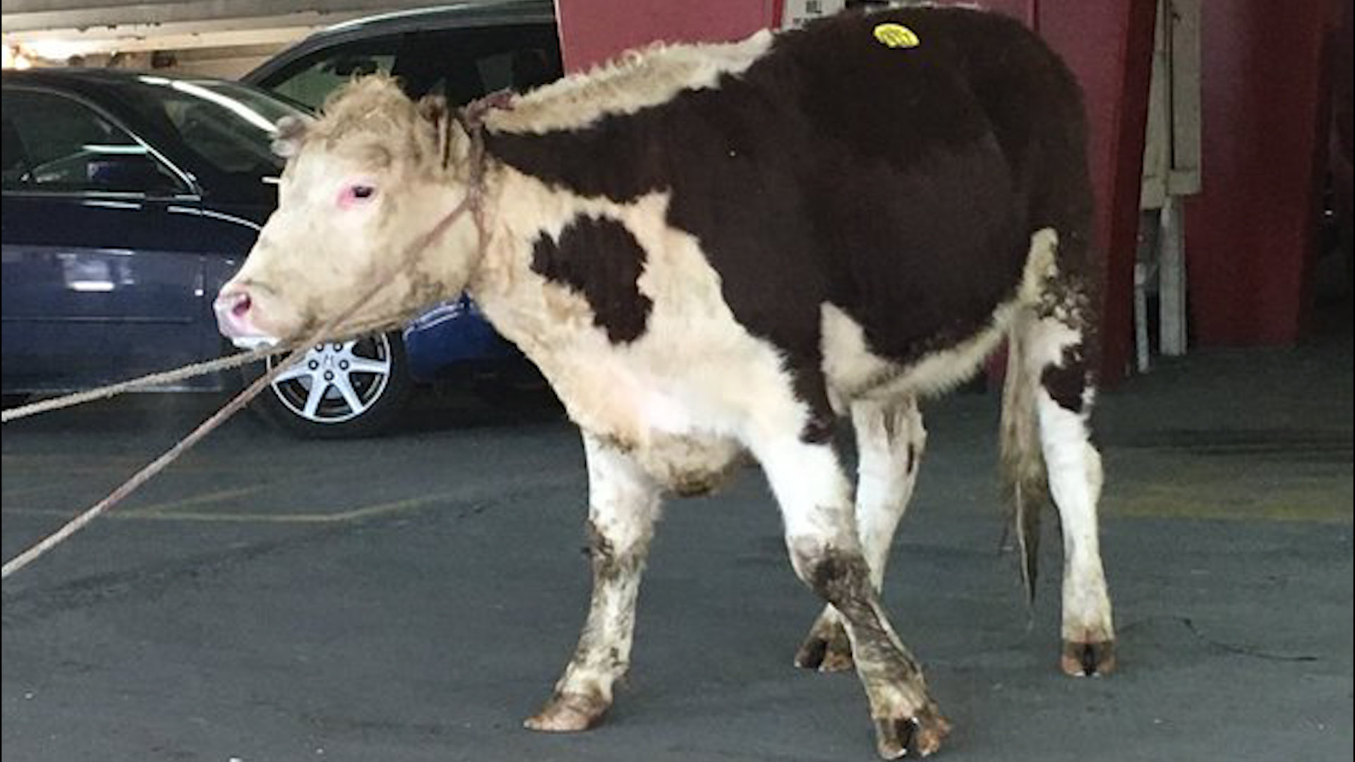 Cow escapes from abattoir, remains on the loose one month after