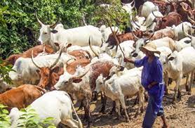 Police arrest 15 persons in Southern Kaduna over alleged killing of cattle