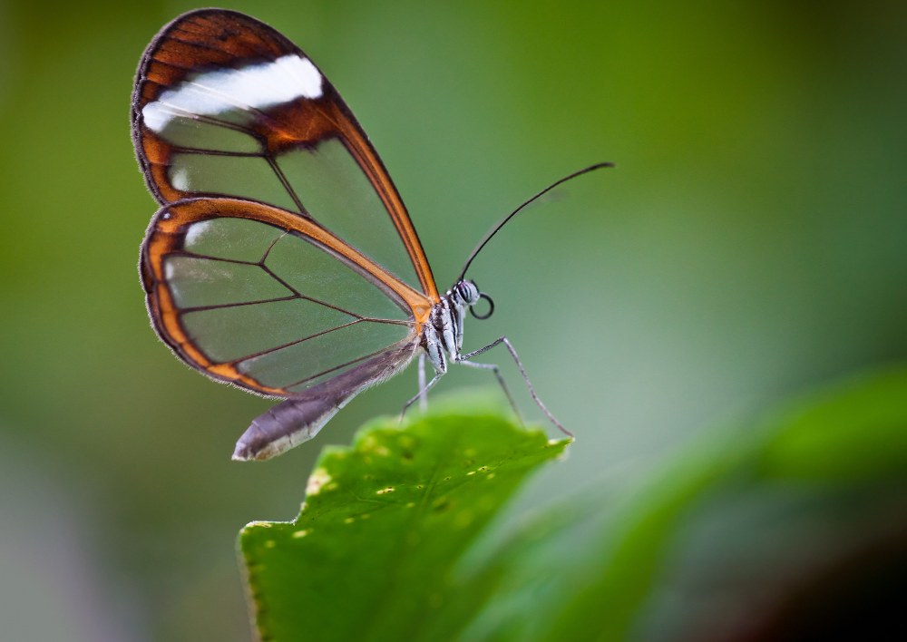 26 butterflies at great risk of extinction