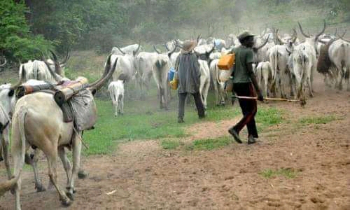 BREAKING: Delta LG chairmen handed deadline to implement anti open grazing laws