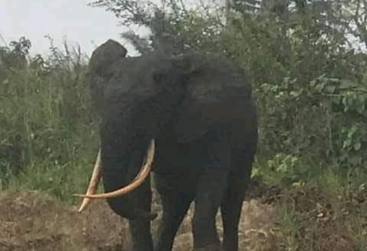 Stray elephants invade Borno communities