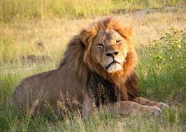 TRAGIC! Lions kill three children in Tanzania