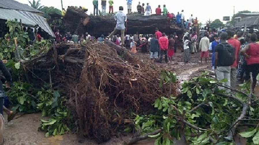 100-year-old tree falls in Oyo market, kills four traders