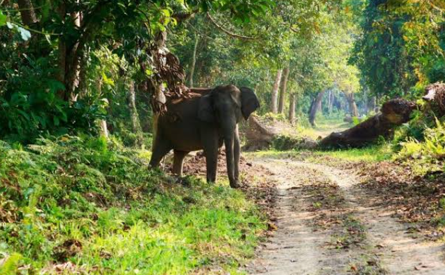 National Park service to establish parks in Niger Delta