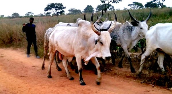 Ban on Fulani cow meat stands in South-East – IPOB replies Northern Coalition