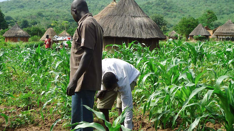 BREAKING: FG bans foreigners from buying farm produce directly from farmers