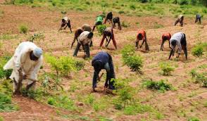 Ekiti poultry farmer shot dead by uñknown gunmen