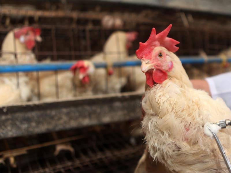 U.S. confirms 1st human case of H5 bird flu
