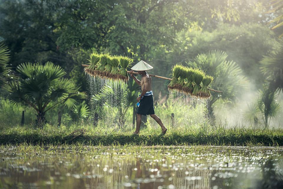 6 quick tips to do rice farming, yourself