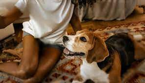 Sex with dog: Police intensify search for lady in viral video