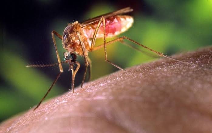 Malaria: Insecticide resistant mosquitoes discovered in Jigawa