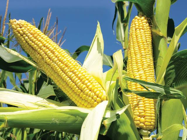 FG, EU present report on maize value chain in Nigeria