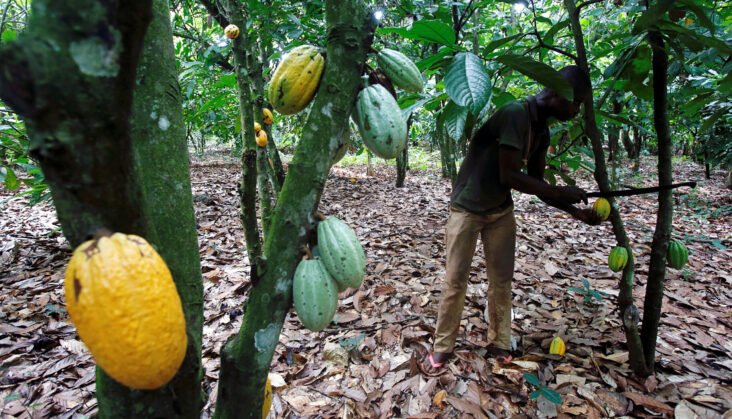 Cote d’Ivoire tackles cocoa trafficking to neighboring countries