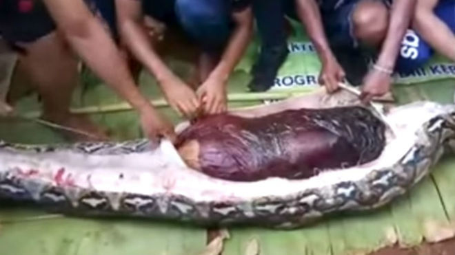 [Video]: Viral clip of a  woman swallowed by Python surfaces online