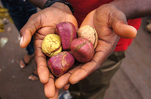What kola nut means traditionally in Igboland – Ohaneze Ndigbo