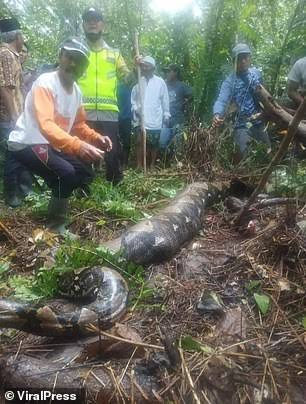 How python eats grandmother alive in her rubber plantation farm