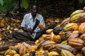 Nigeria, Cameroon to join Ivory-Ghana cocoa initiative